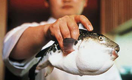 Токийским ресторанам разрешат готовить ядовитую рыбу фугу без лицензии